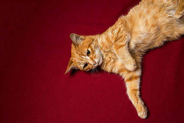 istock Ginger cat sitting in front of red backdrop 533578461
