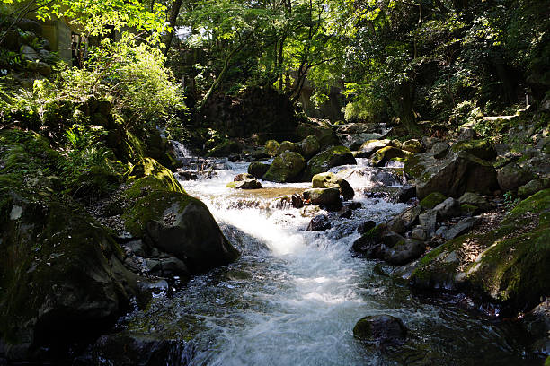 istock Myriad green leaves park 533578598