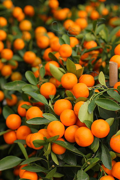 istock Orange kumquat on the tree 533579083