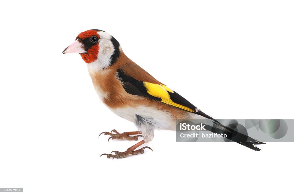goldfinch goldfinch on a white background Gold Finch Stock Photo
