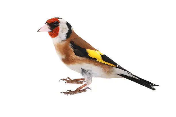 goldfinch on a white background