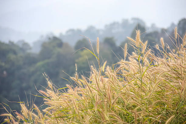 istock The beauty of nature 533579209