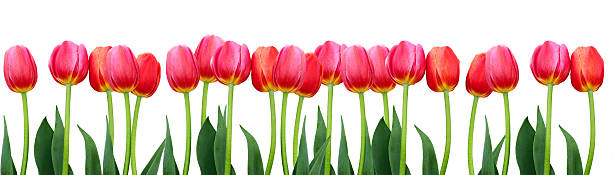 istock Group of flowers pink tulips on white background. 533579401