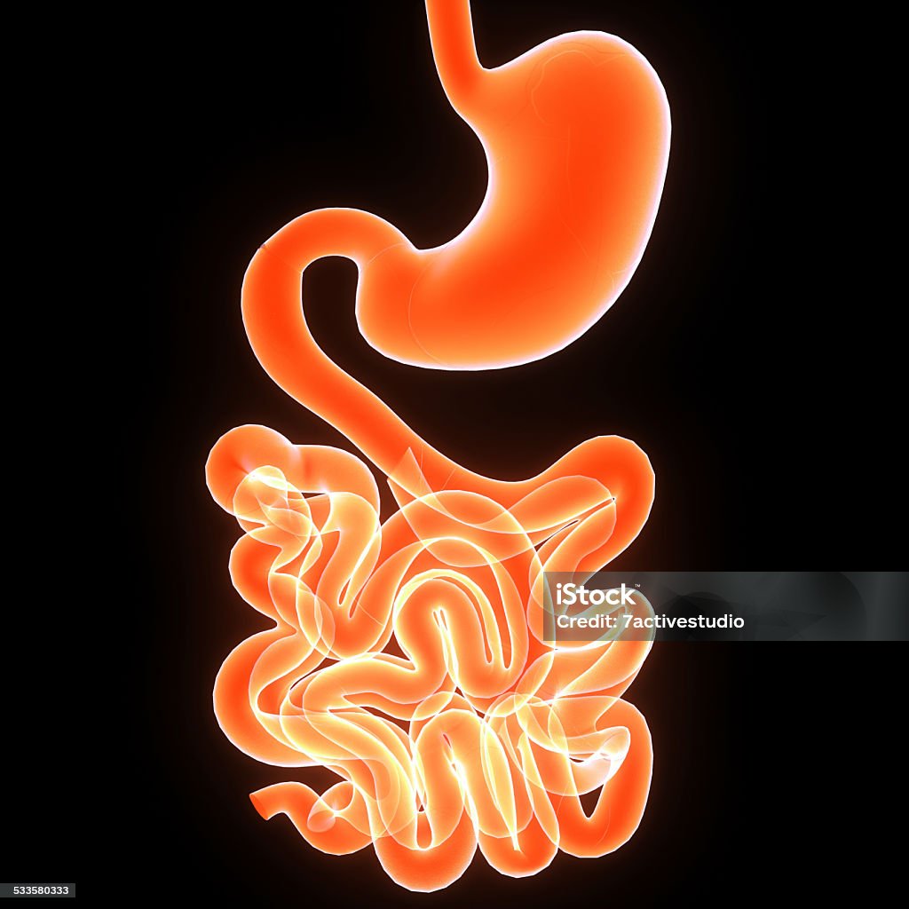 Digestive system In the human digestive system, the process of digestion has many stages, the first of which starts in the mouth (oral cavity). Digestion involves the breakdown of food into smaller and smaller components which can be absorbed and assimilated into the body 2015 Stock Photo