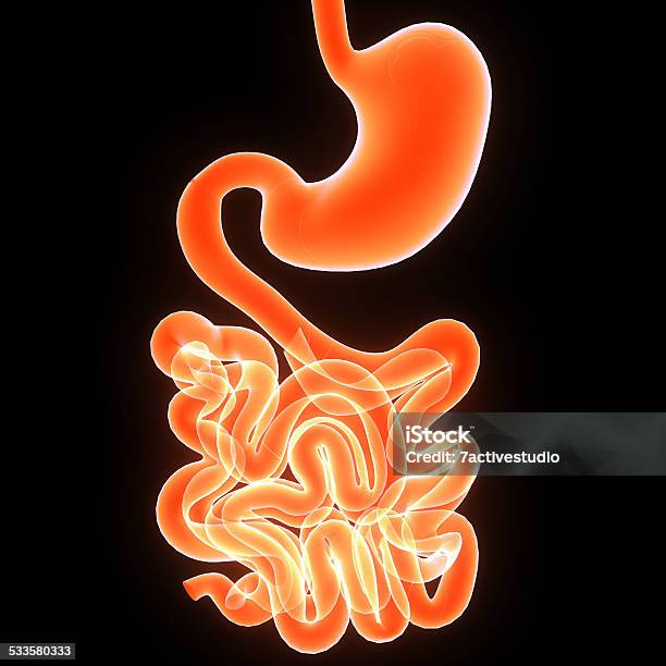 Digestive System Stock Photo - Download Image Now - 2015, Abdomen, Anatomy