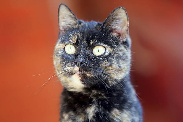 istock Head shot of a tabby cat with green eyes 533580408