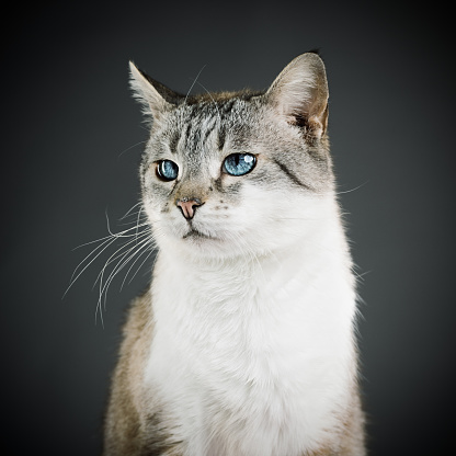 Studio portrait of a mixed breed cat with blue eyes