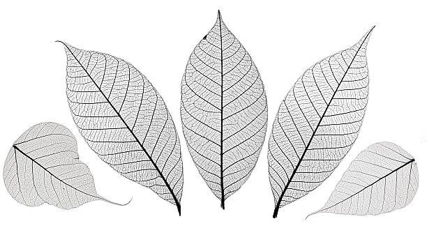 scheletro parte sola su bianco - leaf autumn macro leaf vein foto e immagini stock