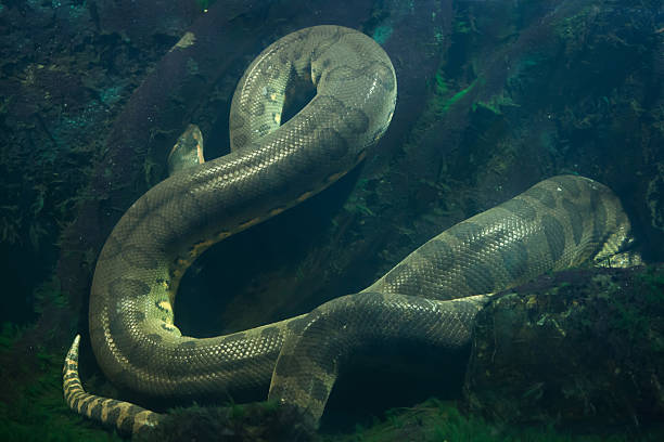 zielony anaconda (eunectes murinus). - snake wildlife tropical rainforest reptile zdjęcia i obrazy z banku zdjęć