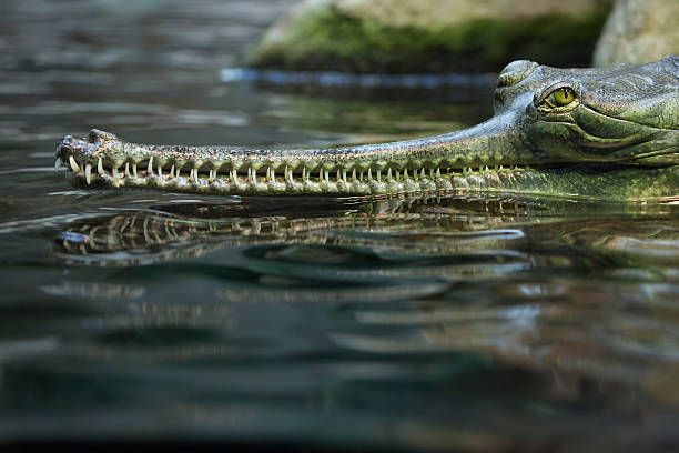 Gharial (Gavialis gangeticus), also knows as the gavial.