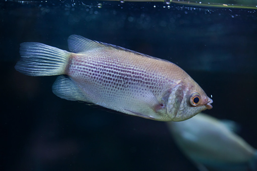 Kissing gourami (Helostoma temminckii), also known as the kissing fish. Wildlife animal.