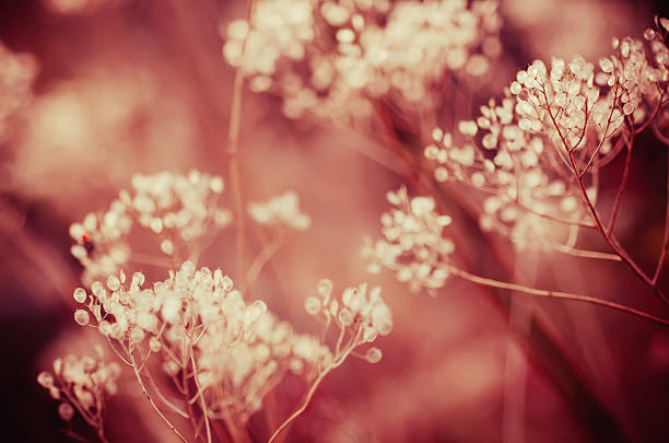 istock Autumn sunset plant 533581680