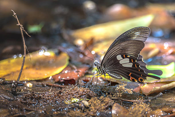 Butterfly in the forests