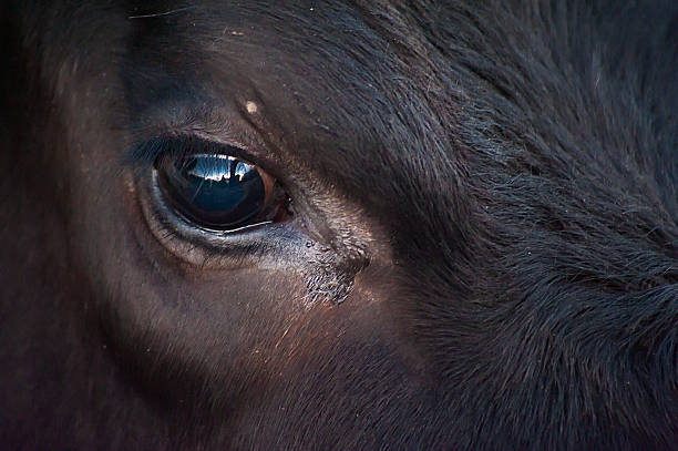 istock Eye of bull - close up 533582274