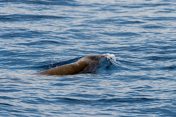 istock Rare Goose Beaked whale dolphin Ziphius cavirostris 533582728