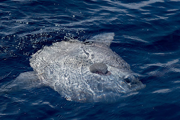 Moonfish outside water while eating jellyfish Moonfish outside water while eating jellyfish velella opah stock pictures, royalty-free photos & images