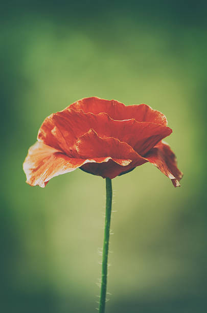 primavera rosso papavero - poppy retro revival old fashioned macro foto e immagini stock