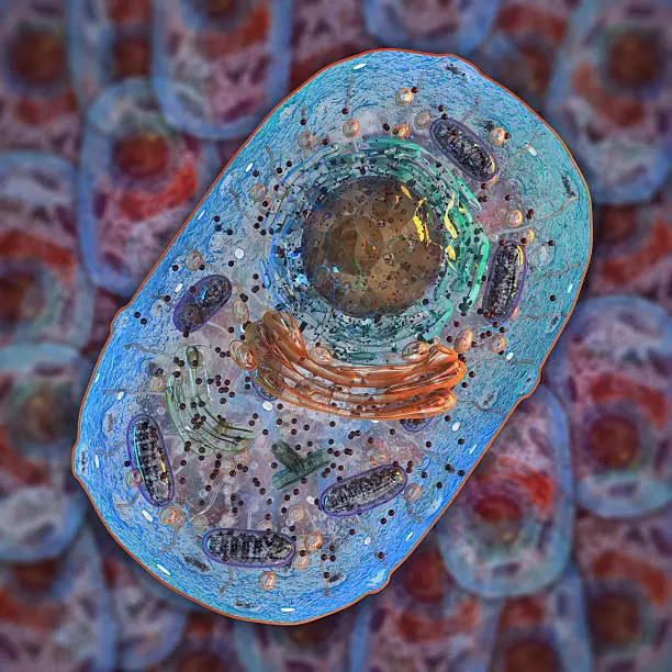 Photo of Animal cell. Internal structure