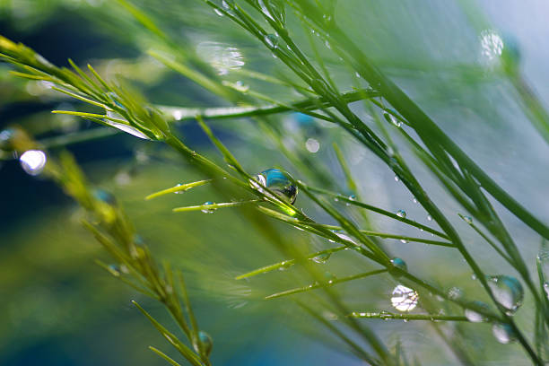 istock Abstract nature: Defocus green bush, wet, drop, rain 533607207