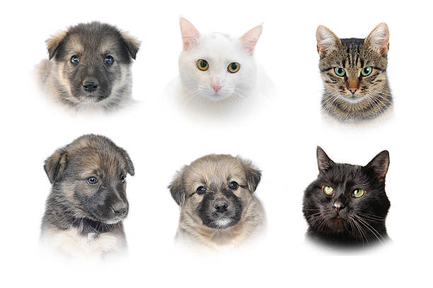 istock cats and dogs 533608895