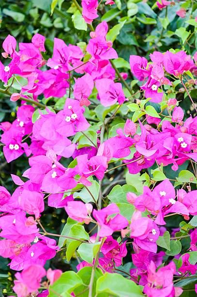 istock Bougainvillea flower 533610513