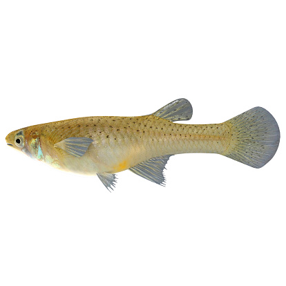 Gambusia is a large genus of fish in family Poeciliidae.