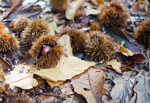 Fresh chestnuts with open husk on dry autumn leaves