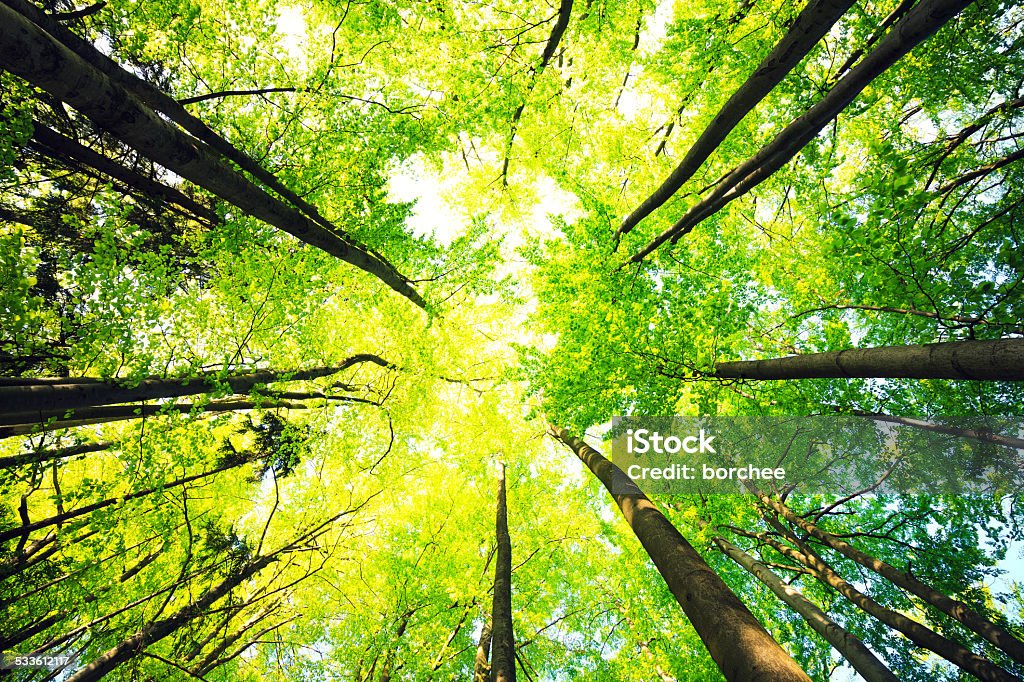 Bosque de Beech - Foto de stock de Árbol libre de derechos