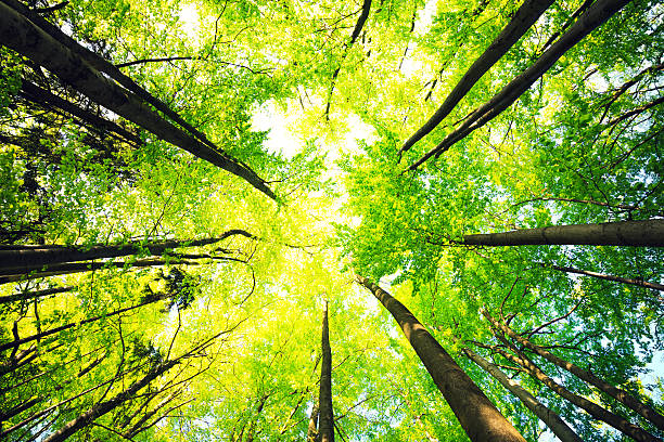 foresta di faggi - beech leaf low angle view deciduous tree tree trunk foto e immagini stock