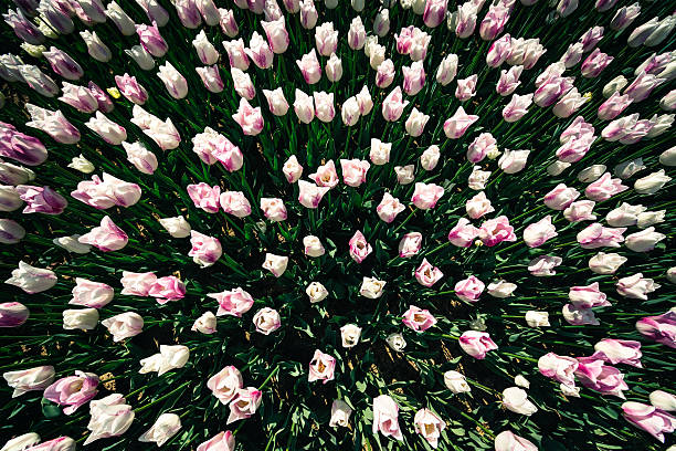 A field of white and pink tulips taken from high up.