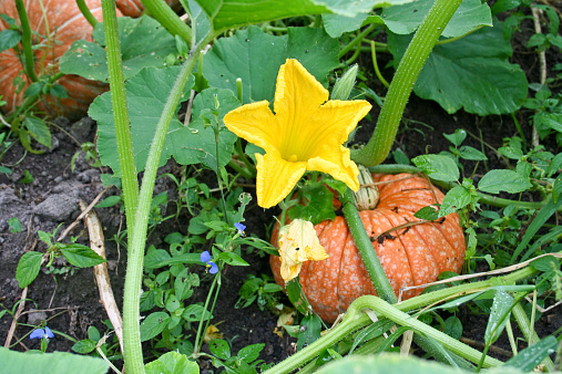 La mayor otoño de vegetales de calabaza Cucurbita pero L. photo