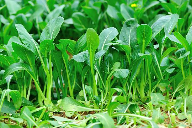 istock choysum in growth at garden 533614515