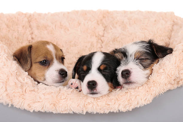 Parson russell terrier puppies sleeping isolated