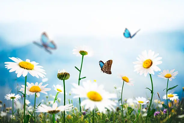 Spring meadow with golden daisies and Blue Morpho butterflies on a beautiful sunny day.