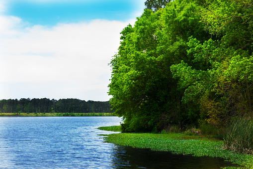 Beautiful landscape view of a tree-lined lake in Texas, USA.  Sky with clouds. Blue water with lily pads to side. Lush trees line the lake shore. No people. Scenic, serene.