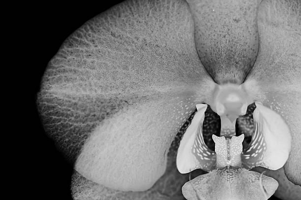 istock White silver orchid flower on black background 533628027
