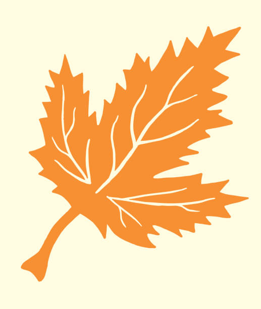 liść klonu - maple leaf leaf autumn single object stock illustrations