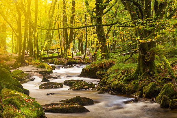 golitha falls kornwalia - bodmin moor zdjęcia i obrazy z banku zdjęć