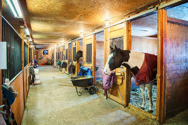 istock Horse stalls in stable 533631255