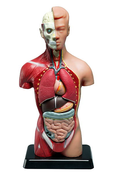 istock Anatomical Model of a Man 533631905