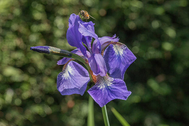 istock Blue Iris against blurred hedge,   hoverfly on the top petal 533632009