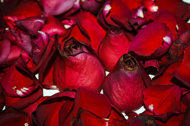 istock Among the roses petals 533632239