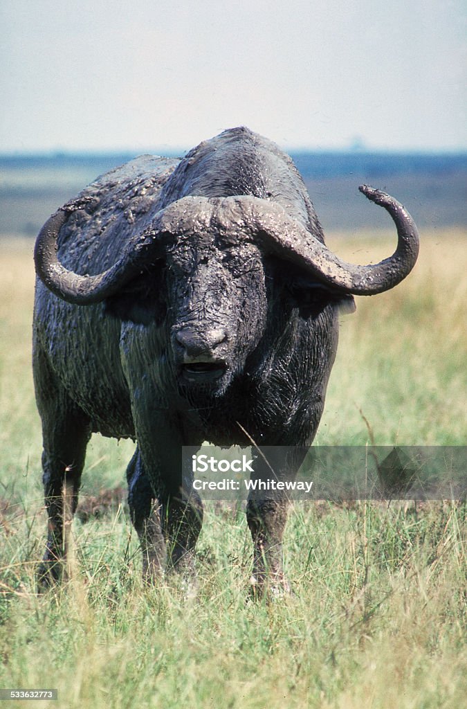 African or Cape buffallo Masai Mara Kenya The African or Cape buffalo (Syncerus caffer) is one of the hunter's most feared and respected of opponents. Buffalo have an unpredictable mixture of the desire to run together as a group, and the desire to turn on their attackers and chase them while hooking with their wicked horns. When it comes to fight or flight, they stand right in the middle of the see-saw. While a buffalo may become the prey of a lion pride, they have also been known to seek out lions and attack the whole pride. killing cubs while doing so. An experienced lion knows when to run, and one of those times is when a ton of bovine fury comes rampaging. This particular buffalo was wallowing in mud, with others, in the Masai Mara Game Reserve in Kenya, East Africa. As this photo was taken, our game guide insisted that it was time to leave. Photographs taken on 35mm film in Kenya, East Africa, in 1986: . 1983 Stock Photo