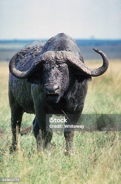 African Or Cape Buffallo Masai Mara Kenya Stock Photo - Download Image Now - 1983, 2015, Africa