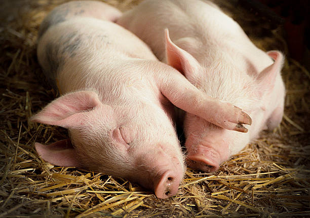 Couple of sleeping pigs on straw in barn little piglets fall asleep in the glow of barn light. One pig doesn't want the other one to watch him sleep. 2009 stock pictures, royalty-free photos & images