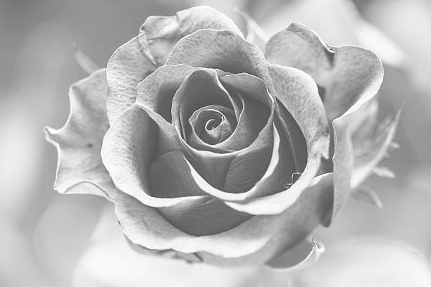 istock Beautiful black and white rose 533645919