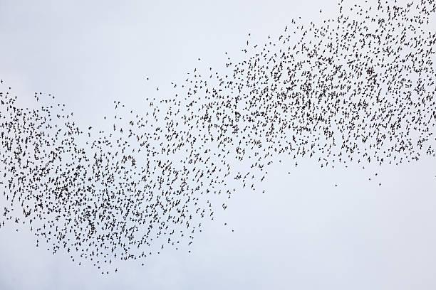 Bats flying in gunung mulu national park Bats flying in gunung mulu national park flock of bats stock pictures, royalty-free photos & images