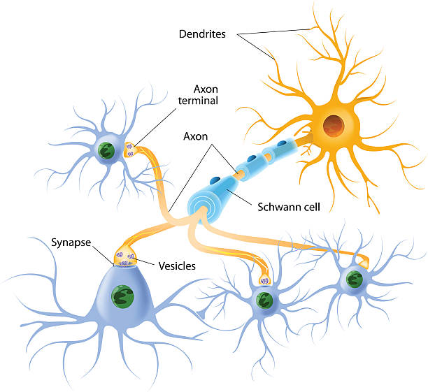Structure of a typical chemical synapse neurotransmitter release mechanisms. Neurotransmitters are packaged into synaptic vesicles transmit signals from a neuron to a target cell across a synapse. neuron axon stock illustrations