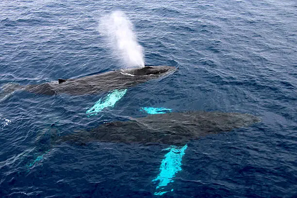 Humpback whales, Antarctica