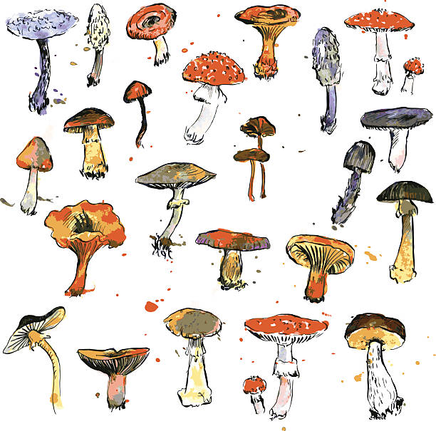 illustrazioni stock, clip art, cartoni animati e icone di tendenza di set di acquerello disegno funghi - autumn backgrounds biology botany